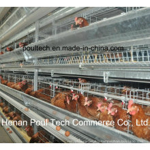 Automatic Layer Chicken Cage System (H frame)